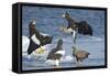 Steller's Sea-Eagle (Haliaeetus Pelagicus) Two Fighting over Fish-Wim van den Heever-Framed Stretched Canvas