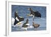 Steller's Sea-Eagle (Haliaeetus Pelagicus) Two Fighting over Fish-Wim van den Heever-Framed Photographic Print