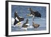 Steller's Sea-Eagle (Haliaeetus Pelagicus) Two Fighting over Fish-Wim van den Heever-Framed Photographic Print