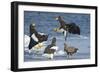 Steller's Sea-Eagle (Haliaeetus Pelagicus) Two Fighting over Fish-Wim van den Heever-Framed Photographic Print