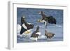 Steller's Sea-Eagle (Haliaeetus Pelagicus) Two Fighting over Fish-Wim van den Heever-Framed Photographic Print