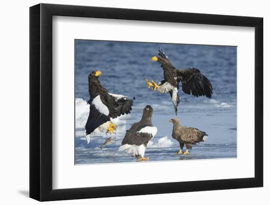 Steller's Sea-Eagle (Haliaeetus Pelagicus) Two Fighting over Fish-Wim van den Heever-Framed Photographic Print