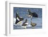 Steller's Sea-Eagle (Haliaeetus Pelagicus) Two Fighting over Fish-Wim van den Heever-Framed Photographic Print