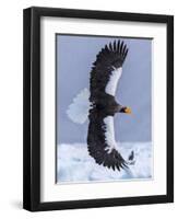 Steller's Sea eagle, Hokkaido, Japan-Art Wolfe Wolfe-Framed Premium Photographic Print