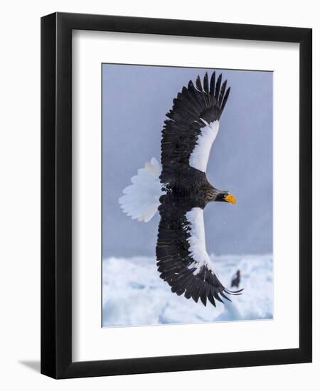 Steller's Sea eagle, Hokkaido, Japan-Art Wolfe Wolfe-Framed Premium Photographic Print