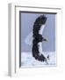 Steller's Sea eagle, Hokkaido, Japan-Art Wolfe Wolfe-Framed Premium Photographic Print