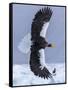 Steller's Sea eagle, Hokkaido, Japan-Art Wolfe Wolfe-Framed Stretched Canvas