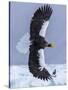 Steller's Sea eagle, Hokkaido, Japan-Art Wolfe Wolfe-Stretched Canvas