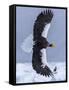 Steller's Sea eagle, Hokkaido, Japan-Art Wolfe Wolfe-Framed Stretched Canvas