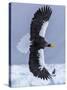 Steller's Sea eagle, Hokkaido, Japan-Art Wolfe Wolfe-Stretched Canvas