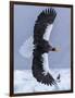 Steller's Sea eagle, Hokkaido, Japan-Art Wolfe Wolfe-Framed Photographic Print