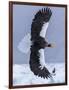 Steller's Sea eagle, Hokkaido, Japan-Art Wolfe Wolfe-Framed Photographic Print