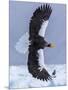 Steller's Sea eagle, Hokkaido, Japan-Art Wolfe Wolfe-Mounted Photographic Print