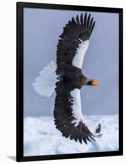 Steller's Sea eagle, Hokkaido, Japan-Art Wolfe Wolfe-Framed Photographic Print