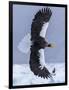 Steller's Sea eagle, Hokkaido, Japan-Art Wolfe Wolfe-Framed Photographic Print