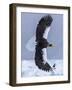 Steller's Sea eagle, Hokkaido, Japan-Art Wolfe Wolfe-Framed Photographic Print