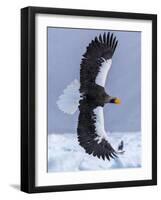 Steller's Sea eagle, Hokkaido, Japan-Art Wolfe Wolfe-Framed Photographic Print