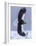 Steller's Sea eagle, Hokkaido, Japan-Art Wolfe Wolfe-Framed Photographic Print