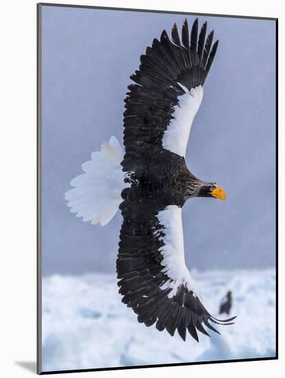 Steller's Sea eagle, Hokkaido, Japan-Art Wolfe Wolfe-Mounted Photographic Print