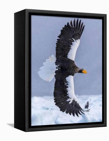 Steller's Sea eagle, Hokkaido, Japan-Art Wolfe Wolfe-Framed Stretched Canvas