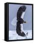 Steller's Sea eagle, Hokkaido, Japan-Art Wolfe Wolfe-Framed Stretched Canvas