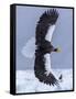 Steller's Sea eagle, Hokkaido, Japan-Art Wolfe Wolfe-Framed Stretched Canvas