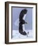 Steller's Sea eagle, Hokkaido, Japan-Art Wolfe Wolfe-Framed Photographic Print