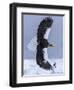 Steller's Sea eagle, Hokkaido, Japan-Art Wolfe Wolfe-Framed Photographic Print