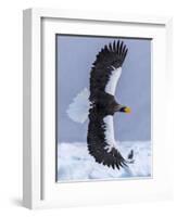 Steller's Sea eagle, Hokkaido, Japan-Art Wolfe Wolfe-Framed Photographic Print