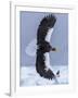 Steller's Sea eagle, Hokkaido, Japan-Art Wolfe Wolfe-Framed Photographic Print