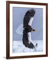 Steller's Sea eagle, Hokkaido, Japan-Art Wolfe Wolfe-Framed Photographic Print