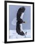 Steller's Sea eagle, Hokkaido, Japan-Art Wolfe Wolfe-Framed Photographic Print