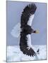 Steller's Sea eagle, Hokkaido, Japan-Art Wolfe Wolfe-Mounted Photographic Print