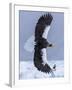 Steller's Sea eagle, Hokkaido, Japan-Art Wolfe Wolfe-Framed Photographic Print