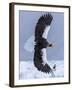 Steller's Sea eagle, Hokkaido, Japan-Art Wolfe Wolfe-Framed Photographic Print