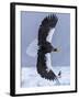 Steller's Sea eagle, Hokkaido, Japan-Art Wolfe Wolfe-Framed Photographic Print