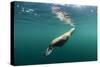 Steller's Sea Lion, Alaska-Paul Souders-Stretched Canvas