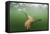 Steller's Sea Lion, Alaska-Paul Souders-Framed Stretched Canvas