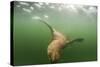 Steller's Sea Lion, Alaska-Paul Souders-Stretched Canvas