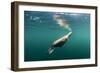 Steller's Sea Lion, Alaska-Paul Souders-Framed Photographic Print