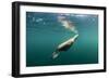 Steller's Sea Lion, Alaska-Paul Souders-Framed Photographic Print