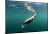 Steller's Sea Lion, Alaska-Paul Souders-Mounted Photographic Print