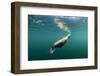 Steller's Sea Lion, Alaska-Paul Souders-Framed Photographic Print