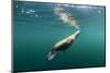 Steller's Sea Lion, Alaska-Paul Souders-Mounted Photographic Print