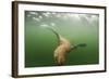 Steller's Sea Lion, Alaska-Paul Souders-Framed Photographic Print