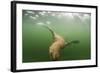 Steller's Sea Lion, Alaska-Paul Souders-Framed Photographic Print