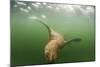 Steller's Sea Lion, Alaska-Paul Souders-Mounted Photographic Print