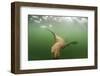 Steller's Sea Lion, Alaska-Paul Souders-Framed Photographic Print