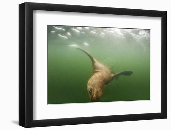 Steller's Sea Lion, Alaska-Paul Souders-Framed Photographic Print