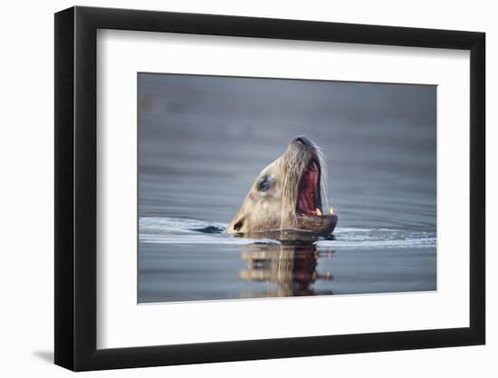 Steller's Sea Lion, Alaska-Paul Souders-Framed Photographic Print